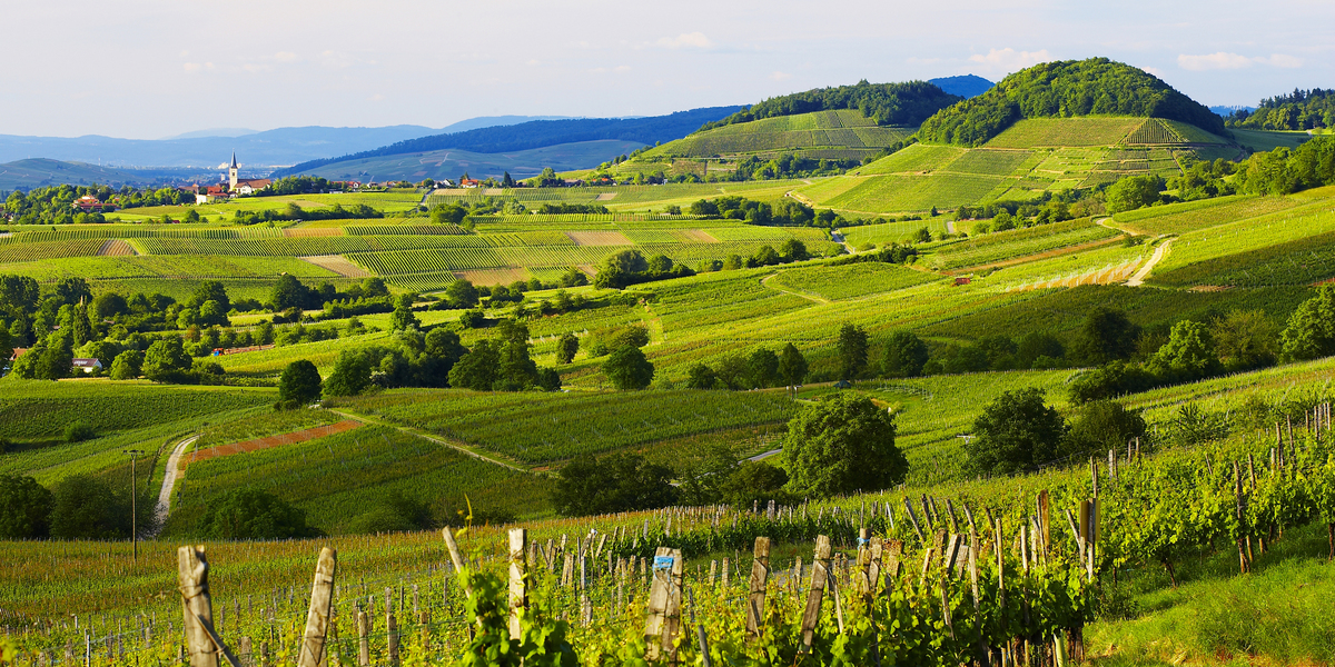 Markgräflerland