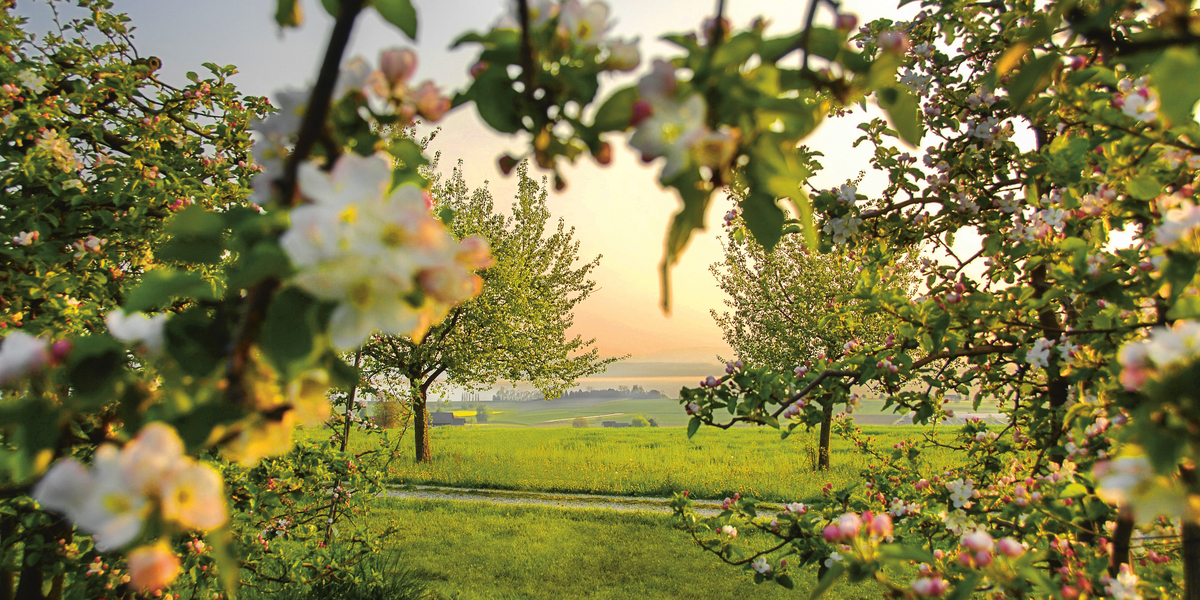 Thurgau Bodensee