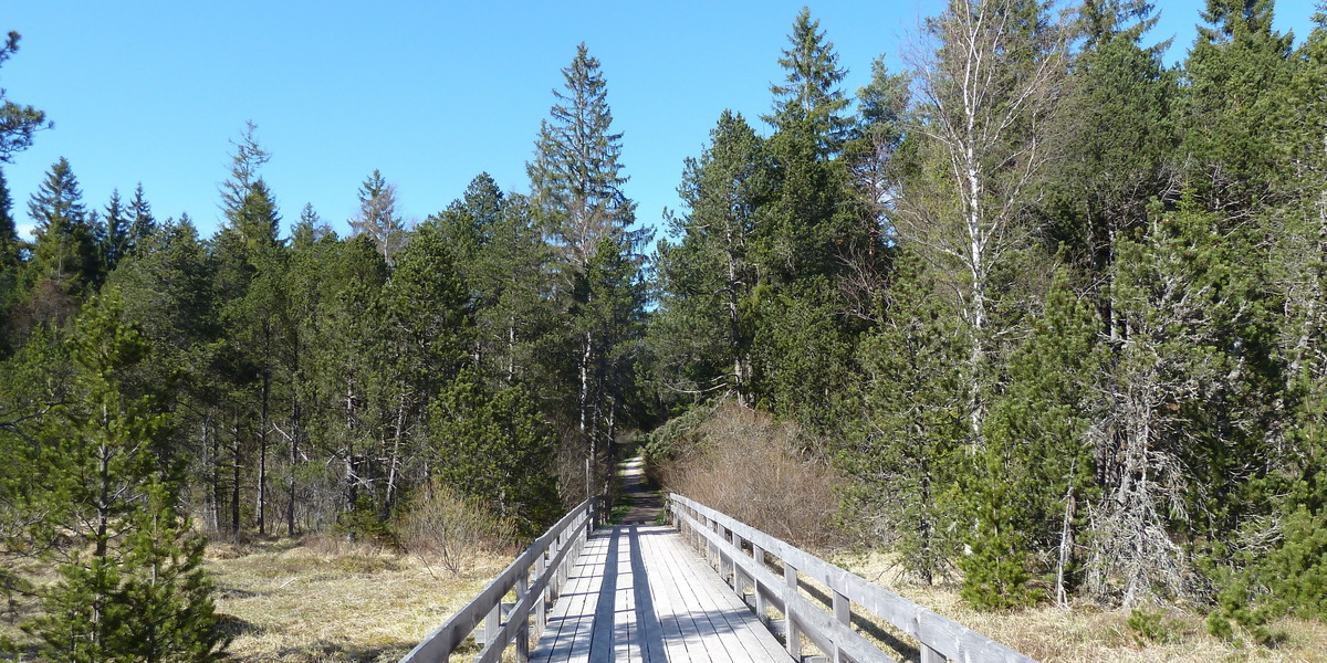 Hinterzartener Moor