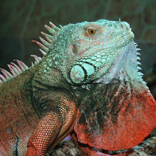 Reptilienhaus Unteruhldingen