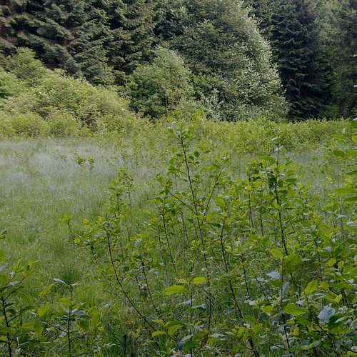 Bad Häring Haslach Moor