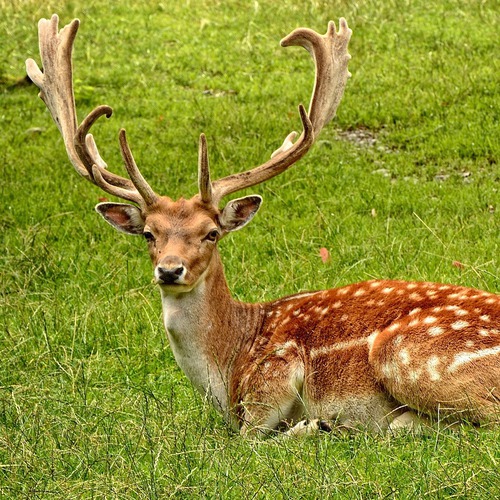 Hirsch