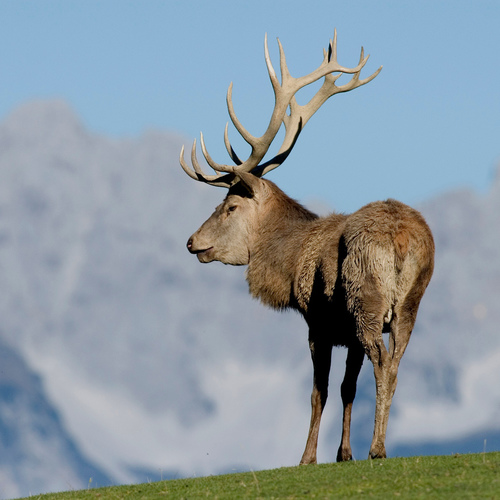 Wildpark Aurach