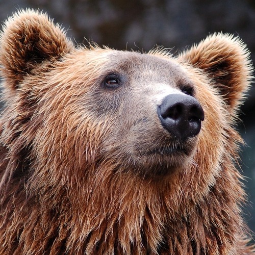 Wild- und Freizeitpark Allensbach