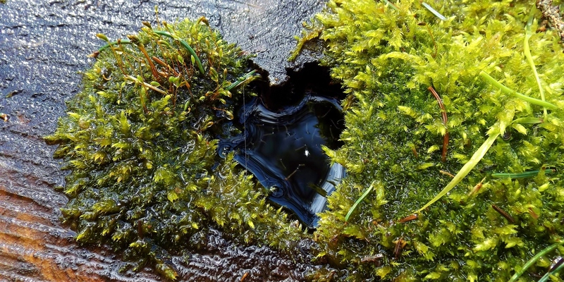 Herz im Baum