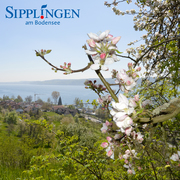 Sipplingen